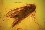 Fossil Caddisfly (Trichopterae) In Baltic Amber #73370-2